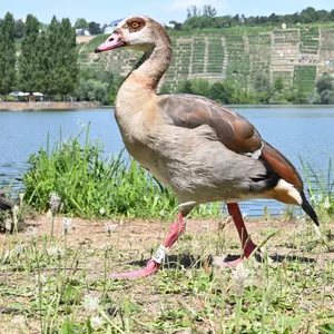 Nilgänse