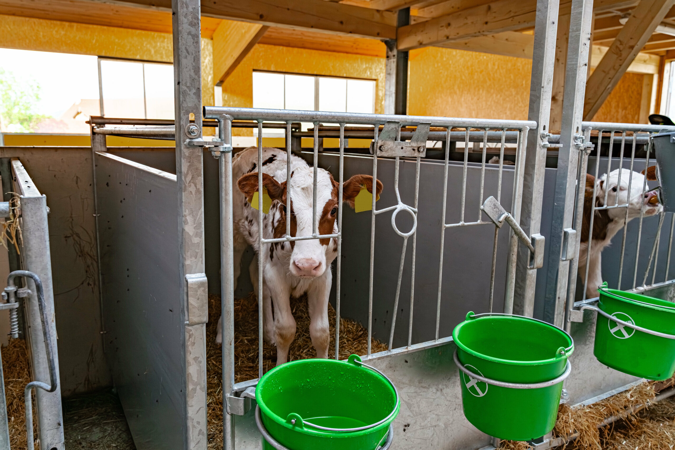 Kalb hinter Gittern