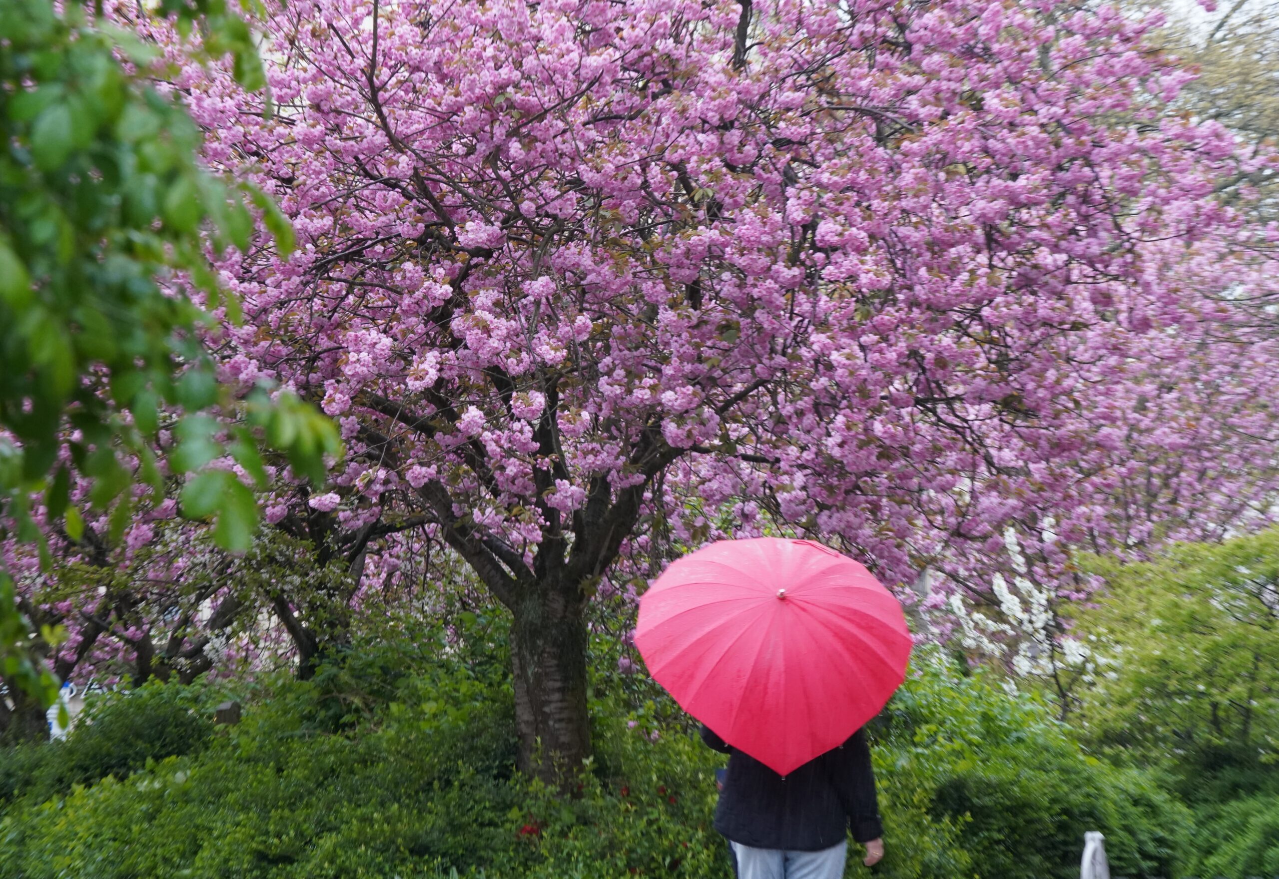 Eine Passantin geht im strömenden Regen mit einem roten Regenschirm an einer japanischen Zierkirsche vorbei.