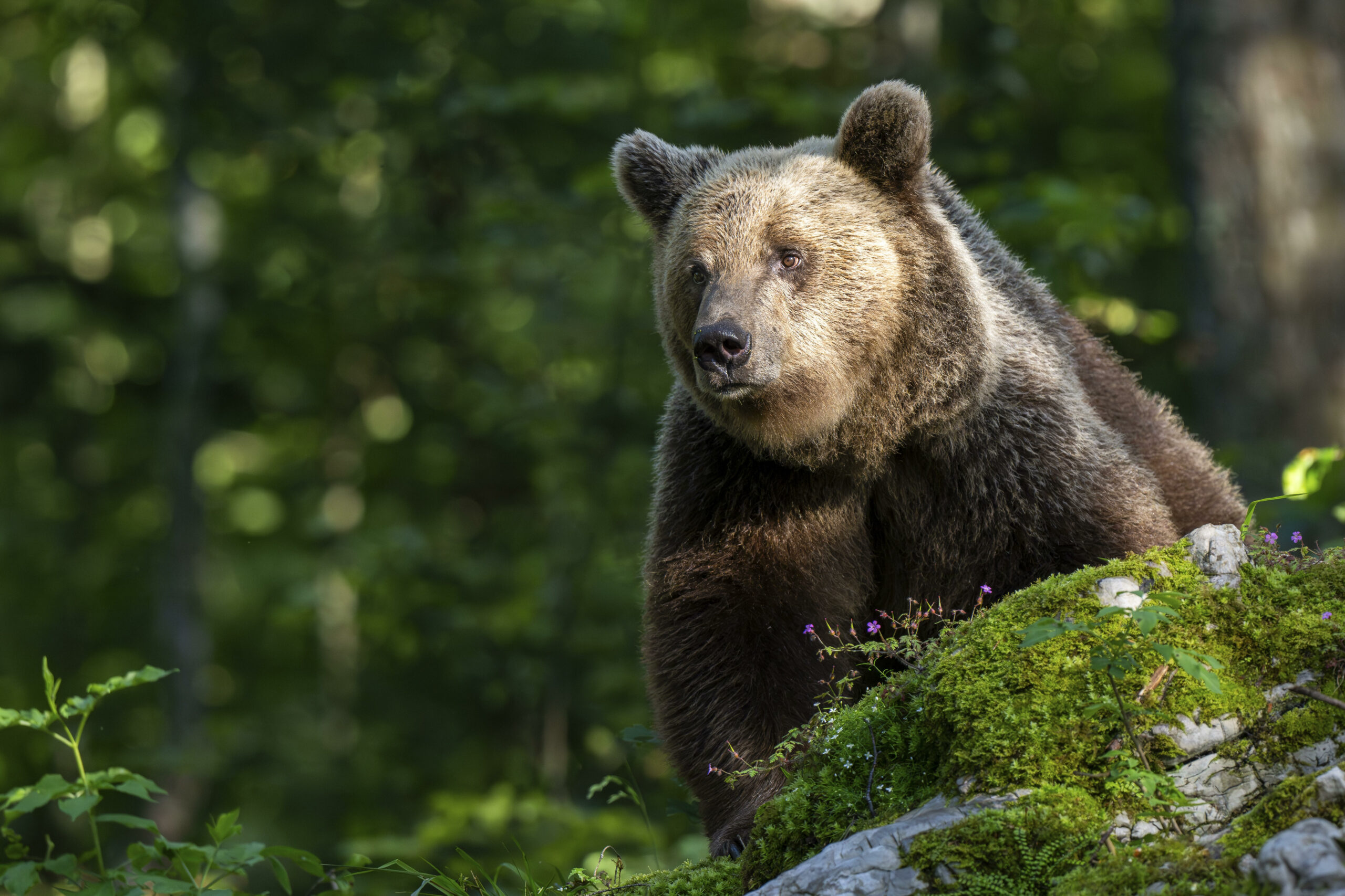 In Rumänien wurde ein Hirte durch eine Bär-Attacke schwer verletzt. (Symbolbild)