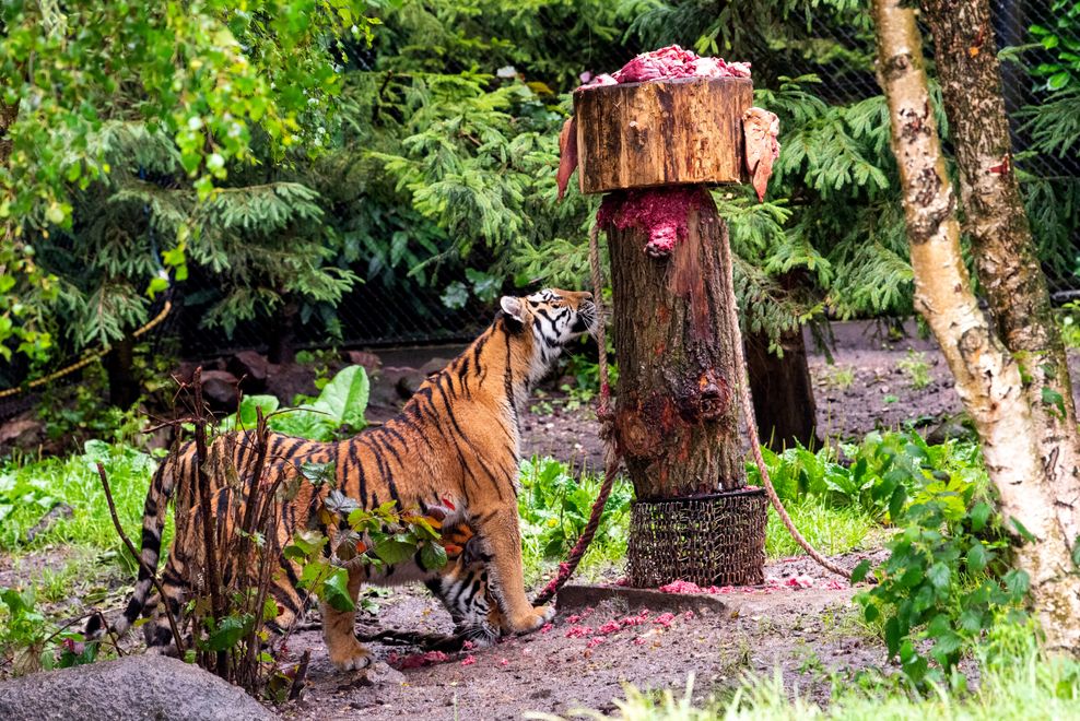 Ein Tiger im Tierpark Hagenbeck untersucht einen Baumstamm mit Fleischstücken.