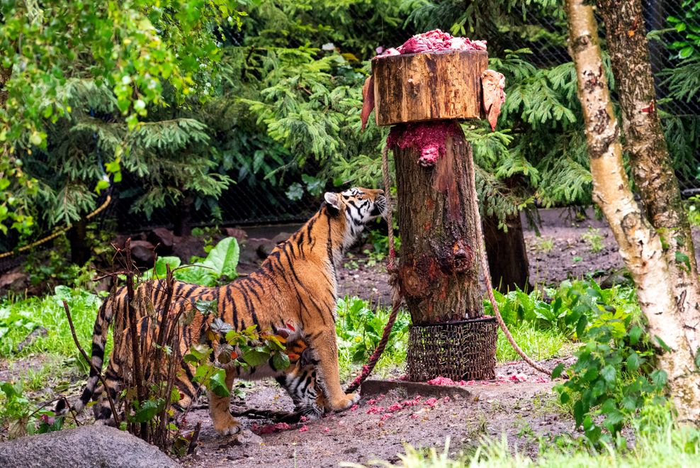 Damit die Tiere nicht nur rumliegen: Viele neue Spiele bei Hagenbeck