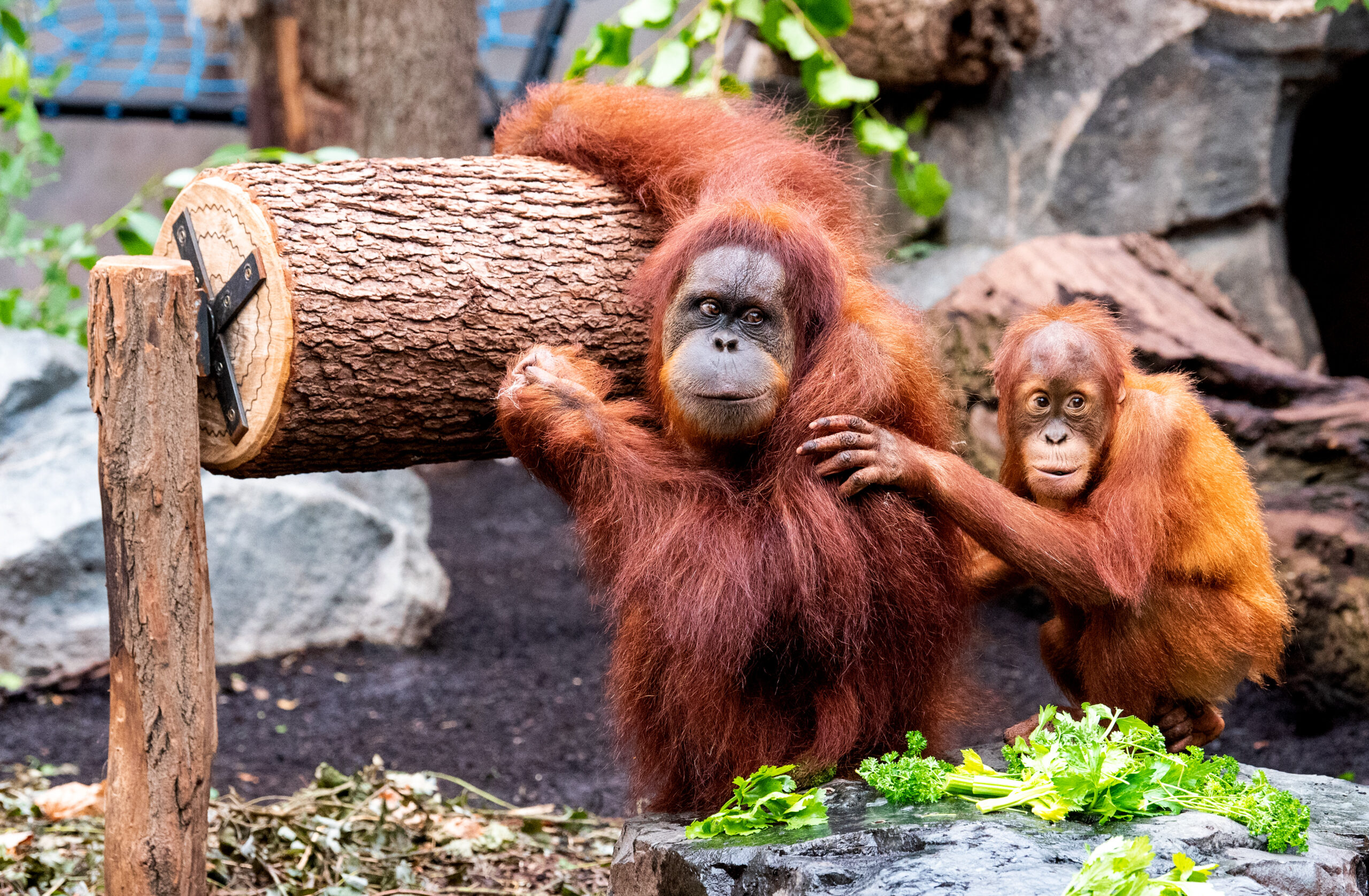 Orang-Utan Sly (l.) und Kind Batu spielen im Tierpark Hagenbeck mit einem drehbaren Baumstamm.