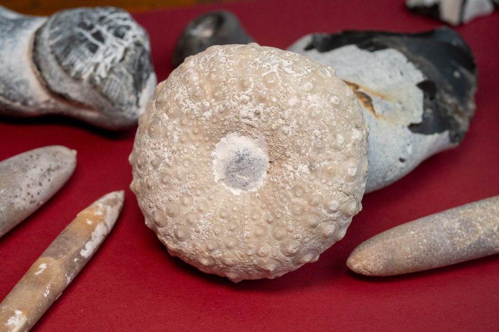 Belemniten (Donnerkeile) und ein Kronen-Seeigel von der Kreideküste der Insel Rügen