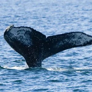 Die Schwanzflosse eine Buckelwals ragt aus dem Wasser. (Symbolbild)