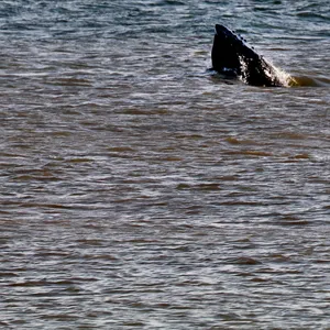 Vor den ostfriesischen Inseln hält sich gerade ein junger Buckelwal auf.
