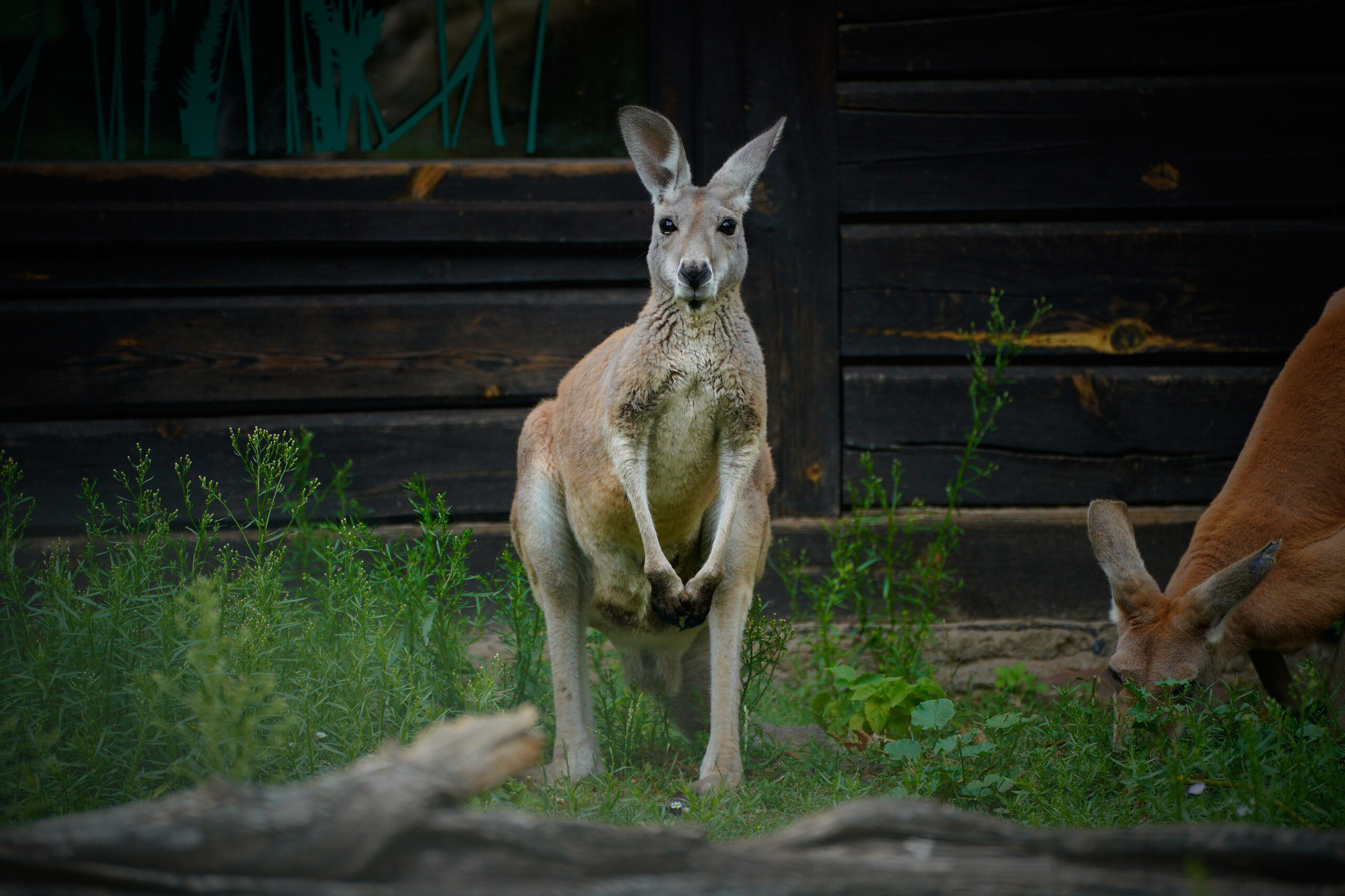 Känguru