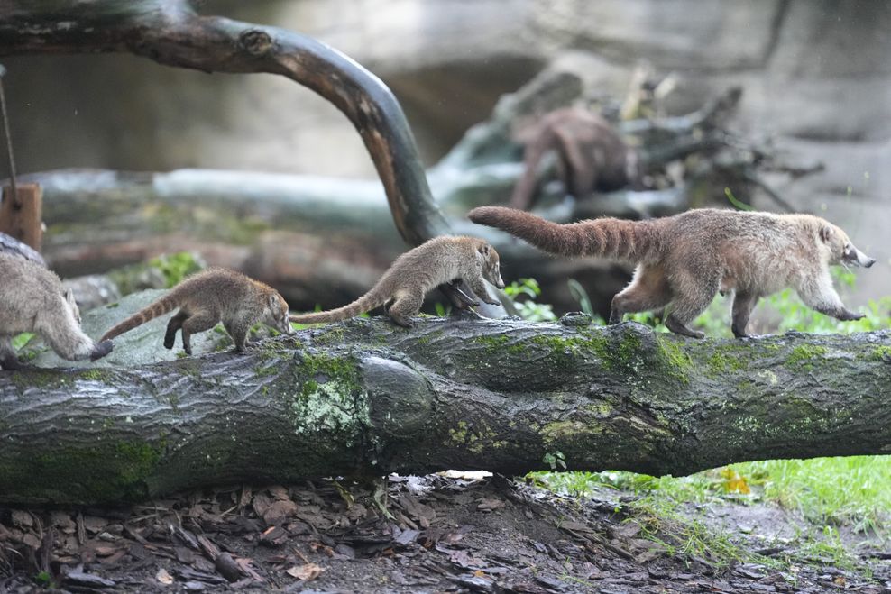 Weißrüssel-Nasenbären-Jungtiere