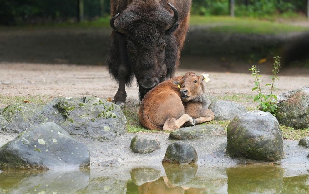 Bison