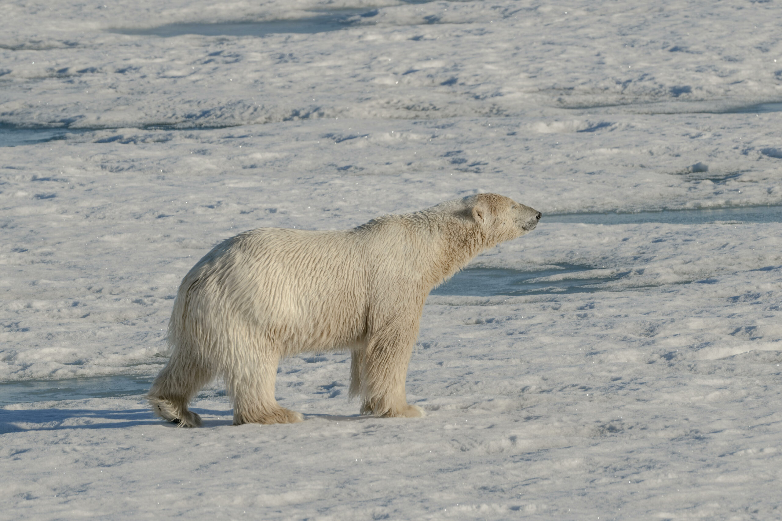 Ein Eisbär in der Arktis