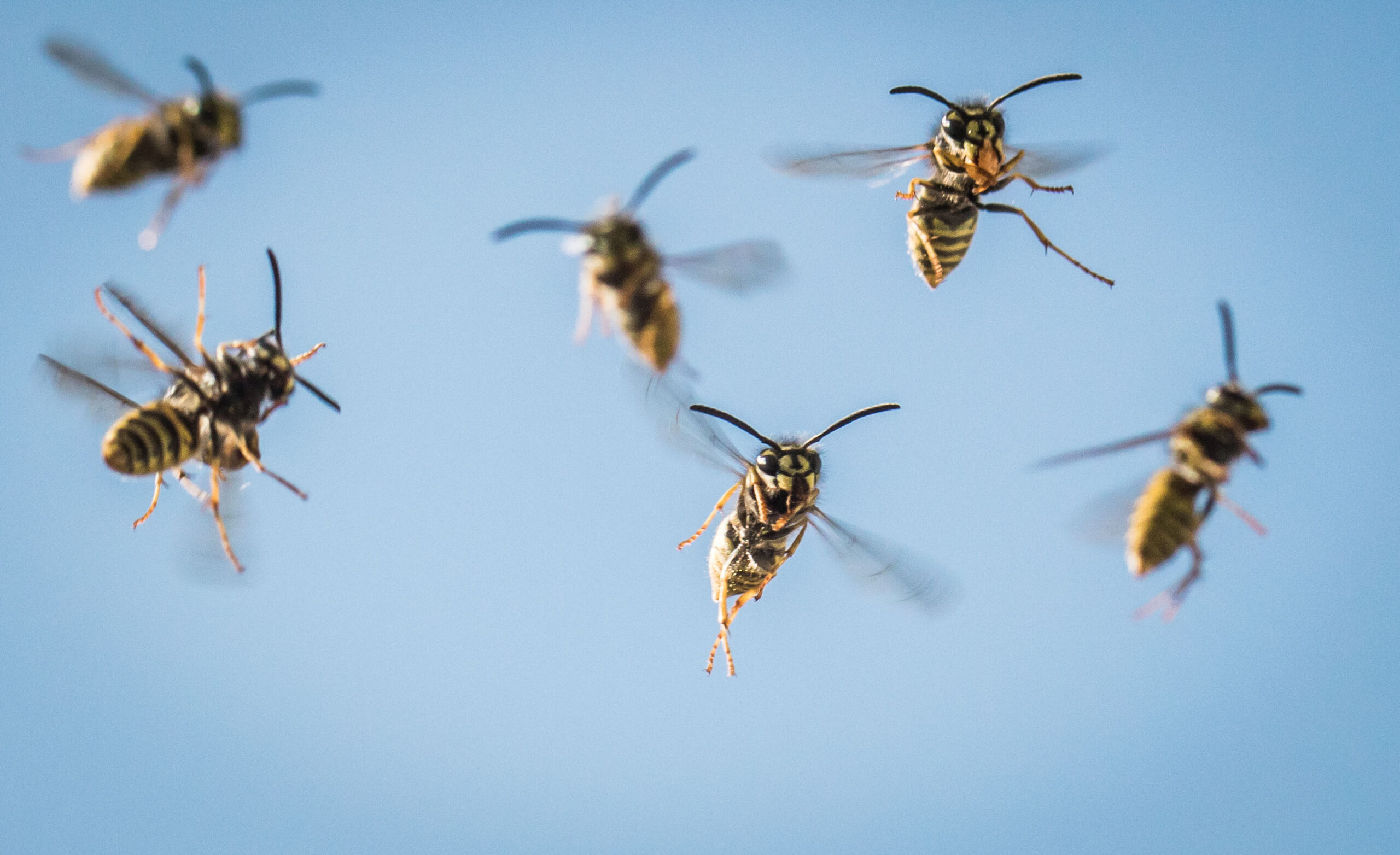 Wespen fliegen auf ihr Nest zu.