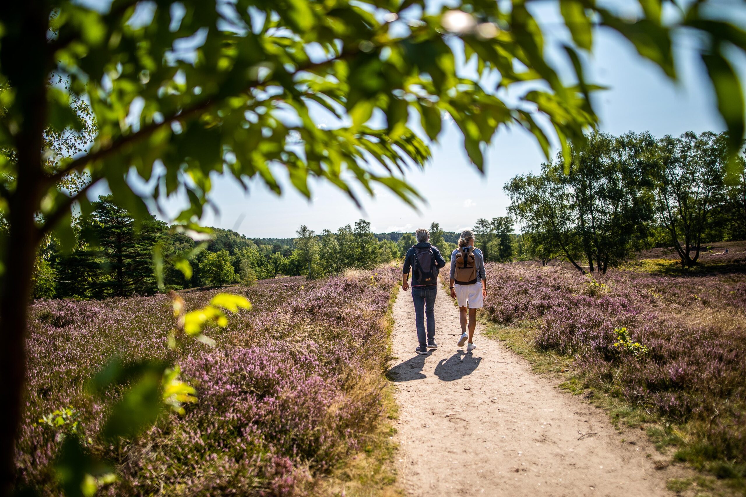 Offen und hügelig: Die Fischbeker Heide ist eine fast surreale Landschaft.