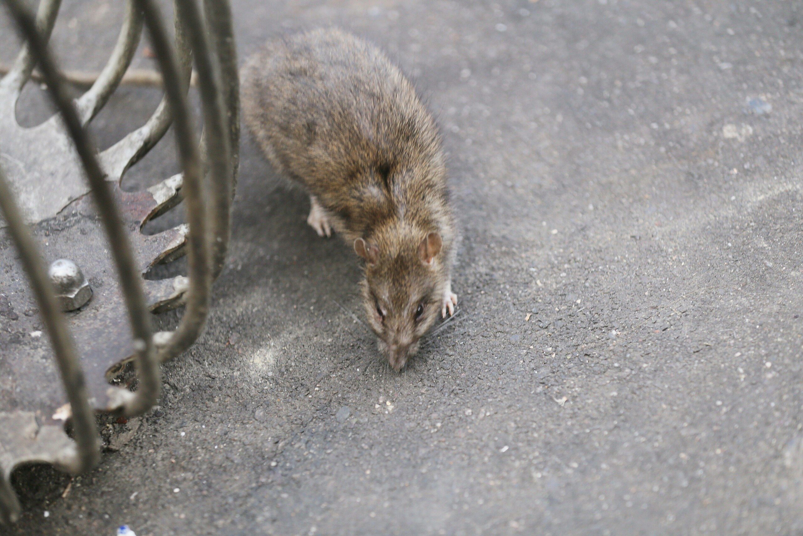 Eine Ratte in Paris