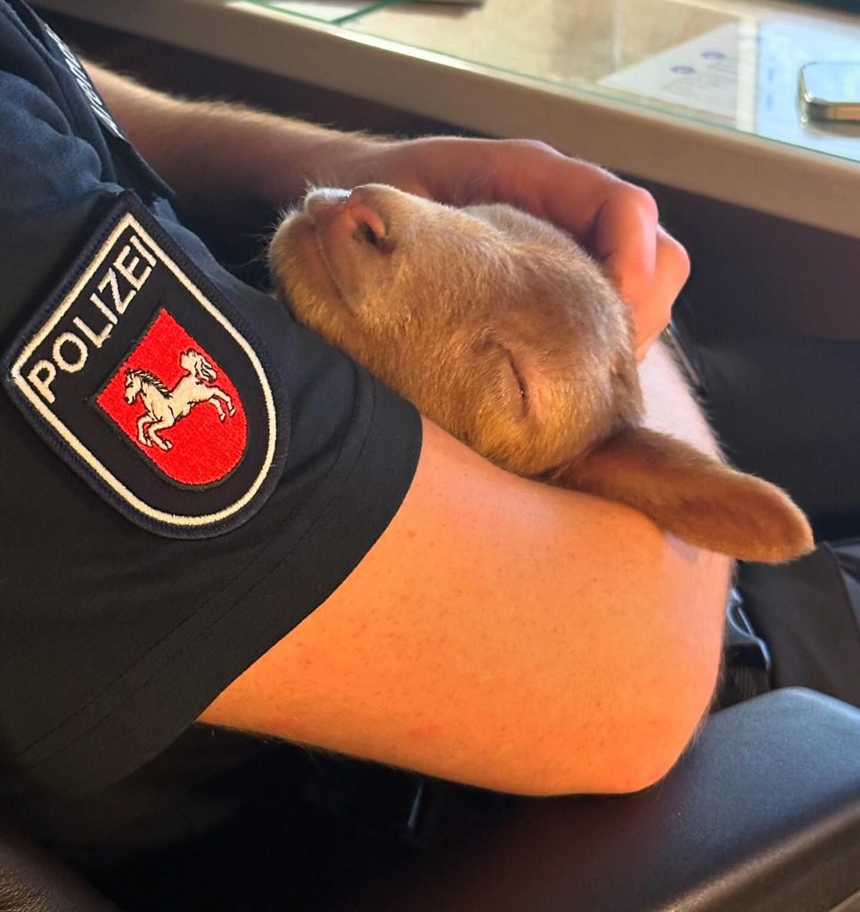 Das erschöpfte Lamm im Arm eines Polizisten