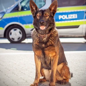 Mann will Autofahrer ausrauben, direkt vor den augen von zwei Polizistinnen