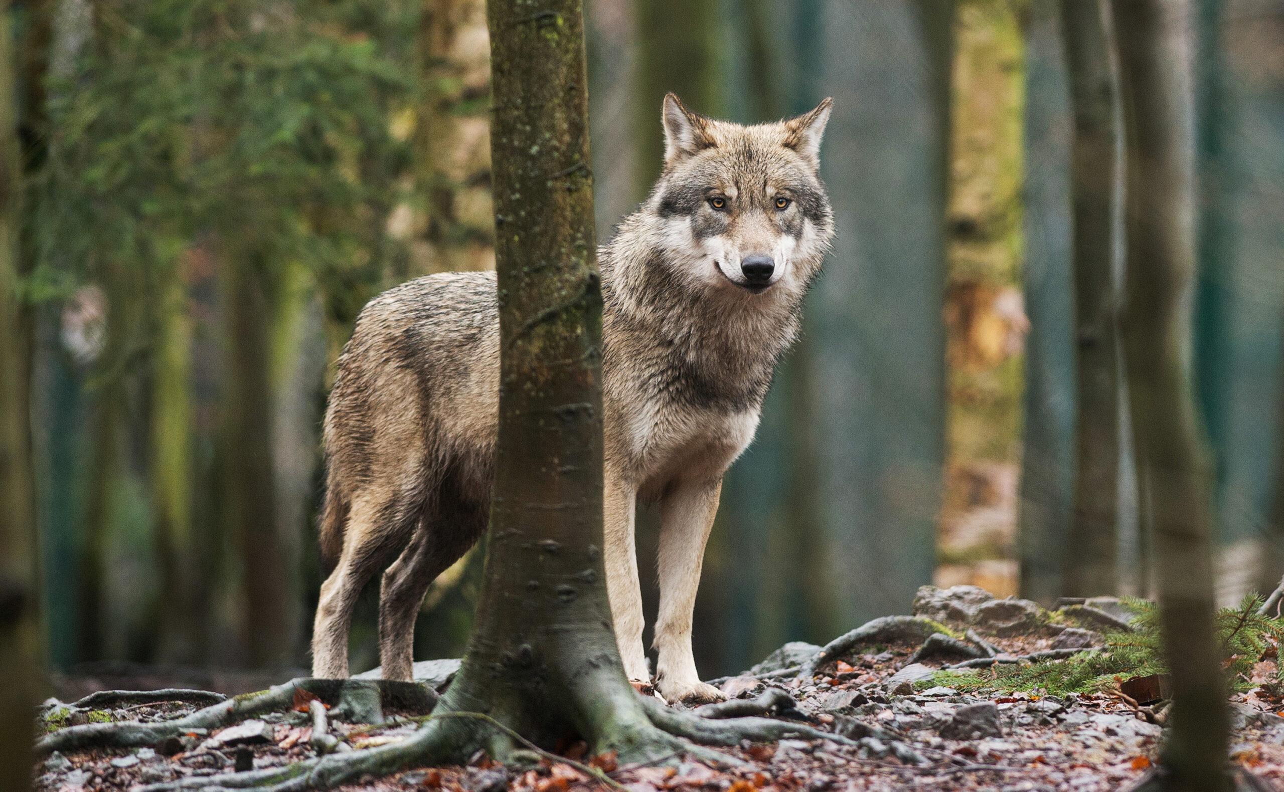 Ein Wolf im Wald