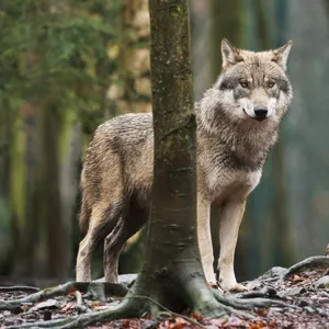 Ein Wolf im Wald