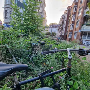 Gleich mehrere "Fahrrad-Leichen" stehen am Ottenser Marktplatz und werden langsam überwuchert.