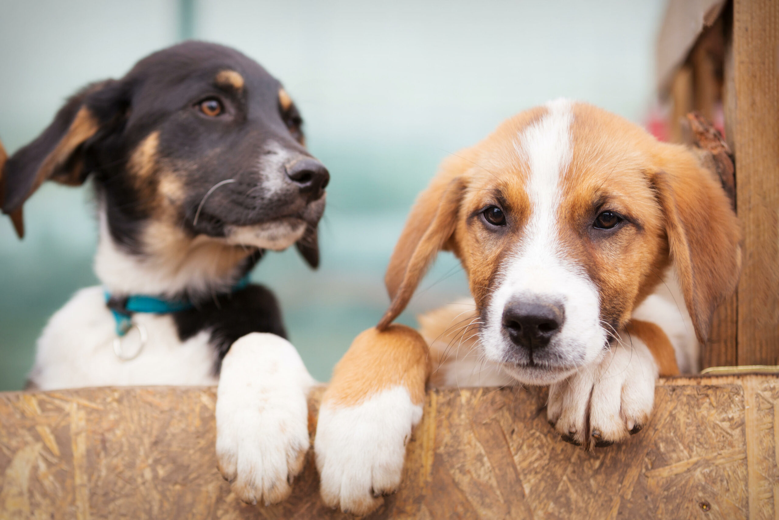 Zwei Hunde gucken über eine Absperrung