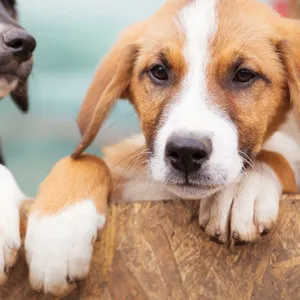 Zwei Hunde gucken über eine Absperrung