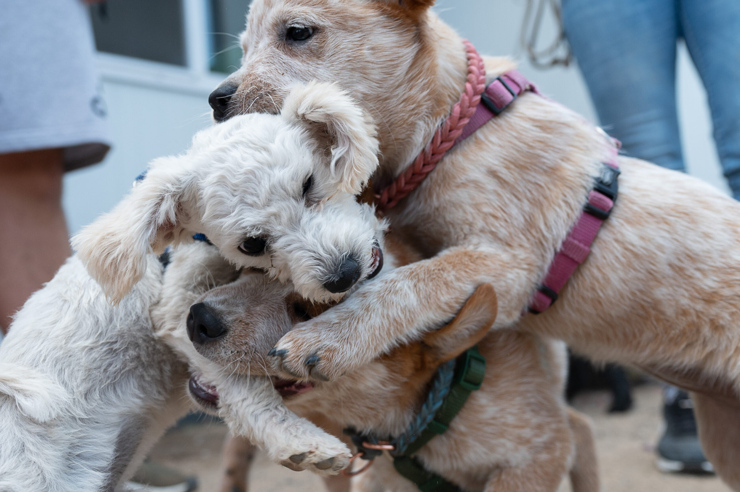 Hundewelpen raufen sich