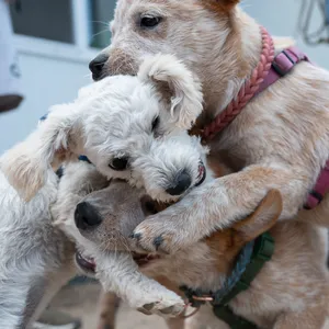 Hundewelpen raufen sich