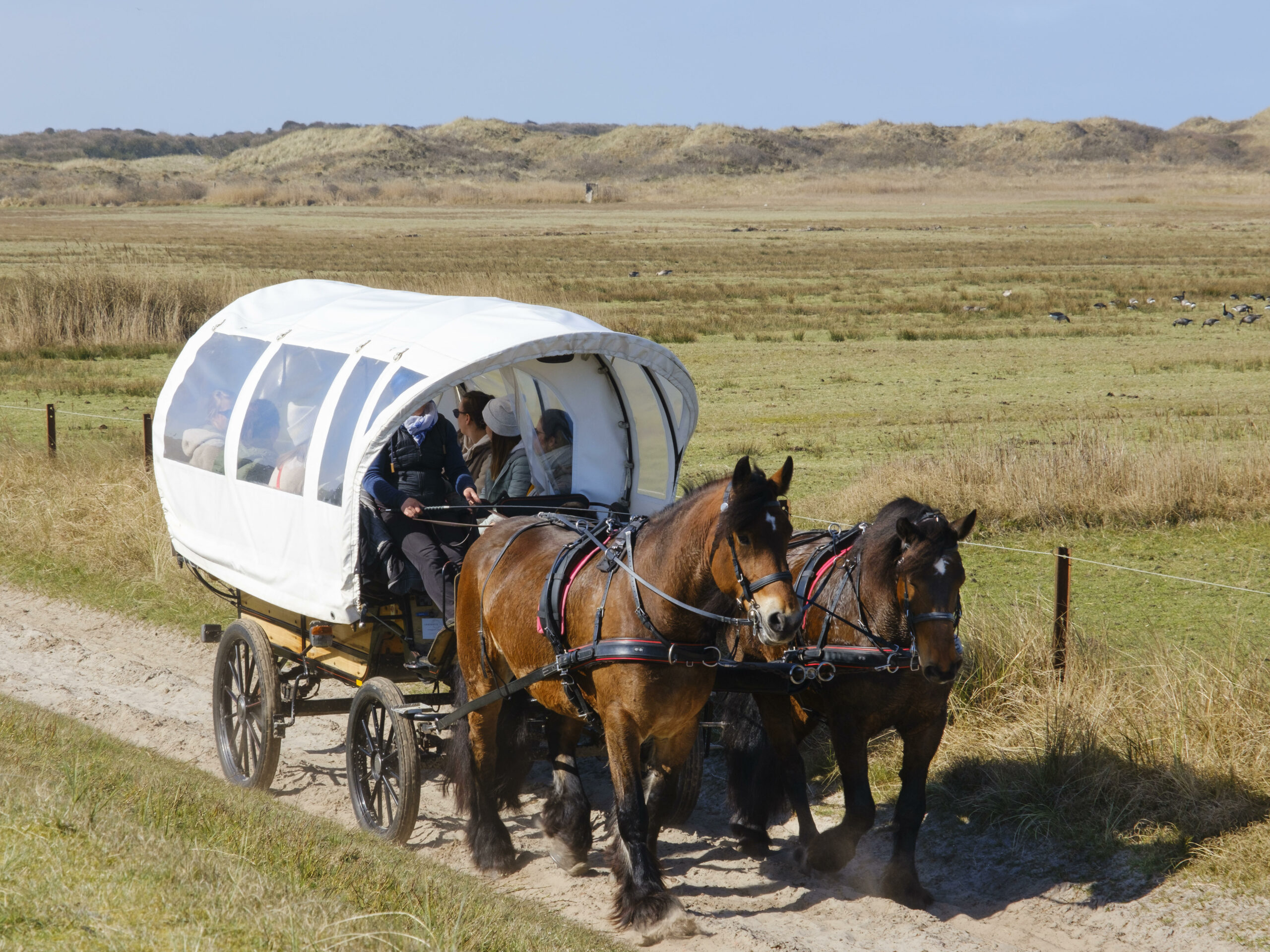 Pferdewagen mit Touristen, Nationalpark Wattenmeer, Juist