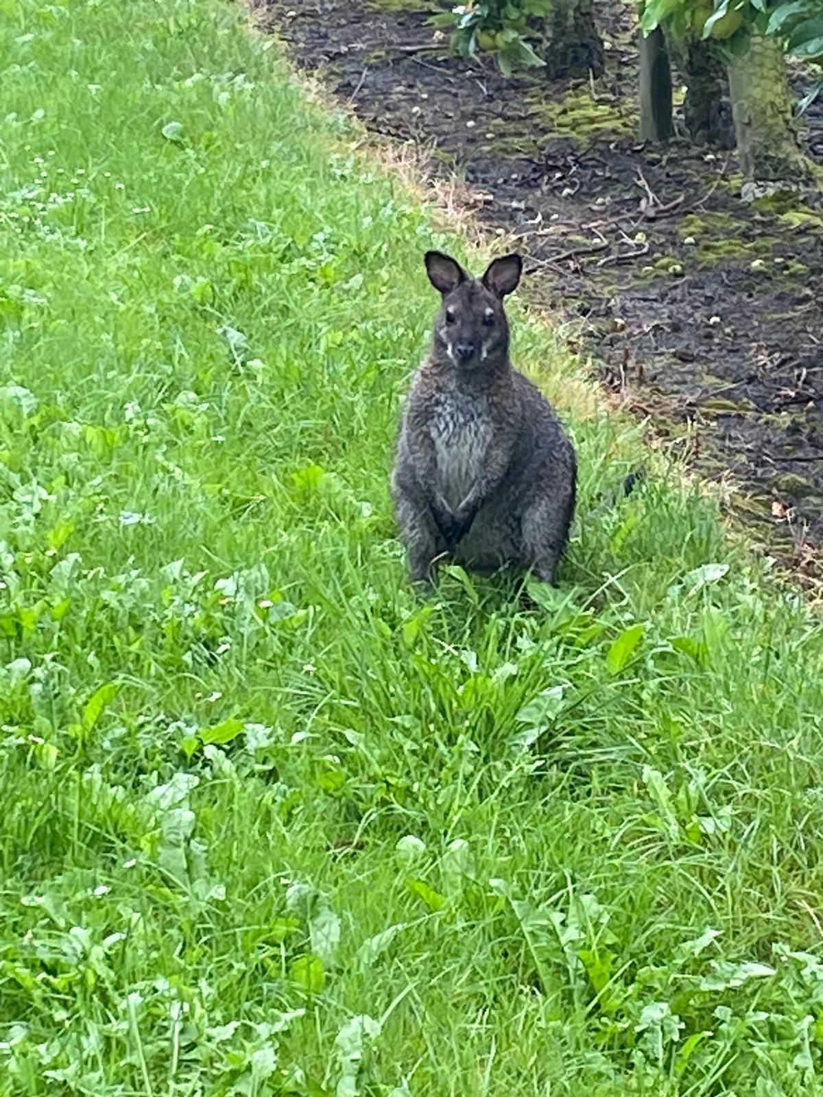 Ein Känguru war drei Wochen in Niedersachsen auf freiem Fuß.