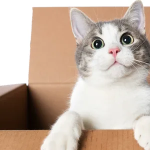 Katze in einem Karton