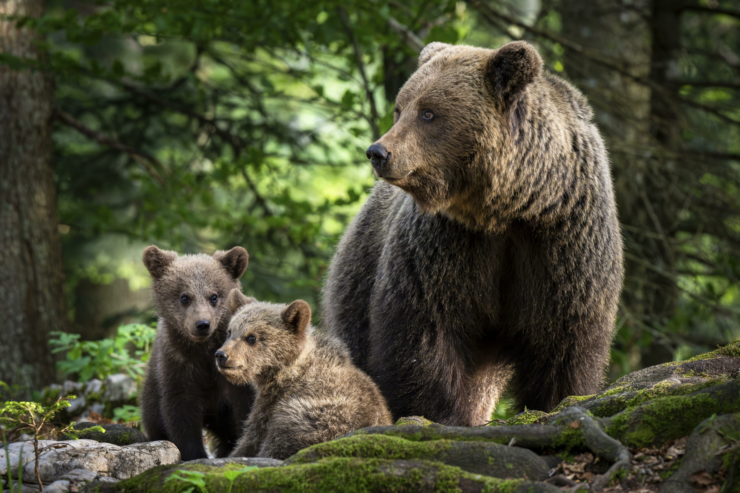 Eine Braunbär-Mutter mit ihren zwei Jungen im Wald