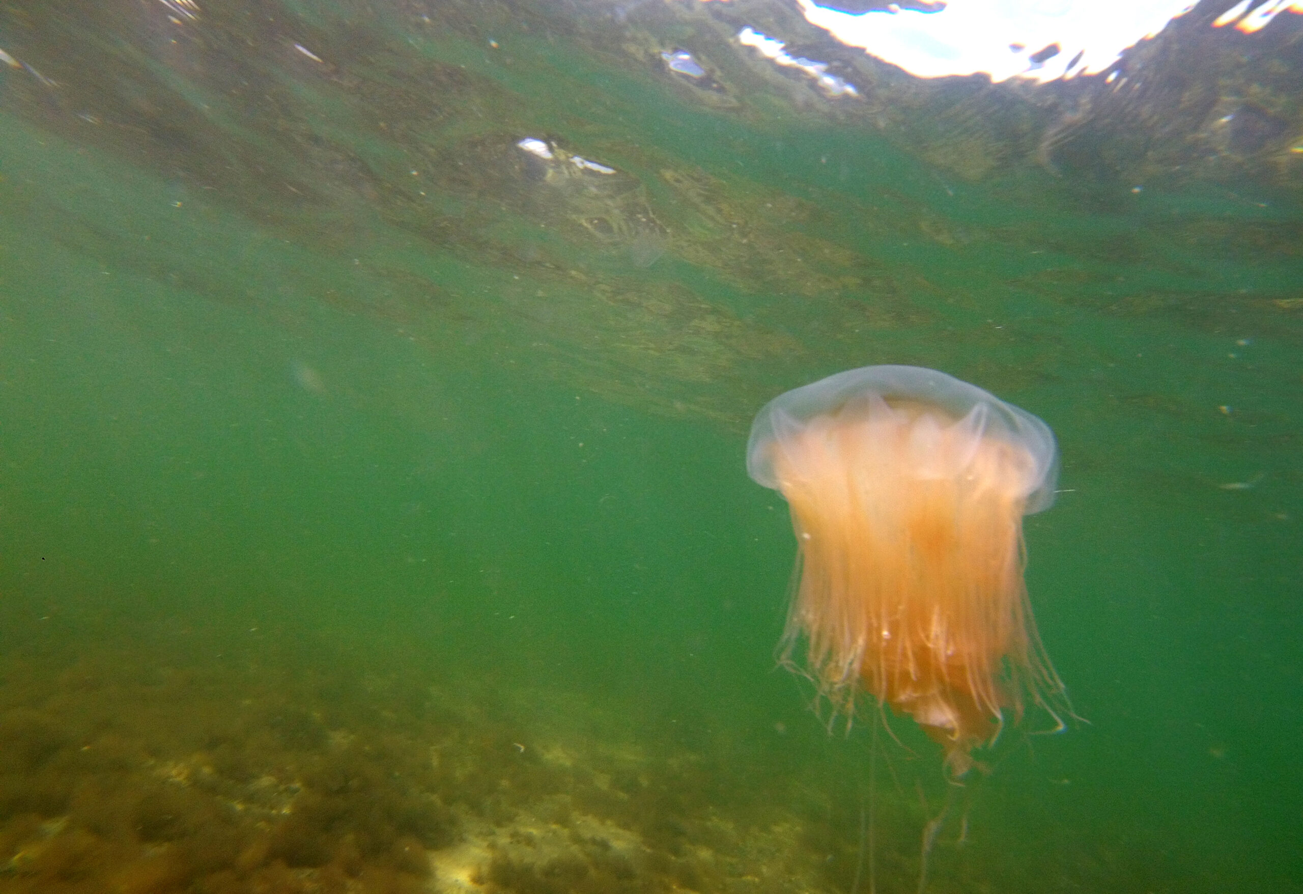 Eine Feuerqualle schwimmt in der Ostsee