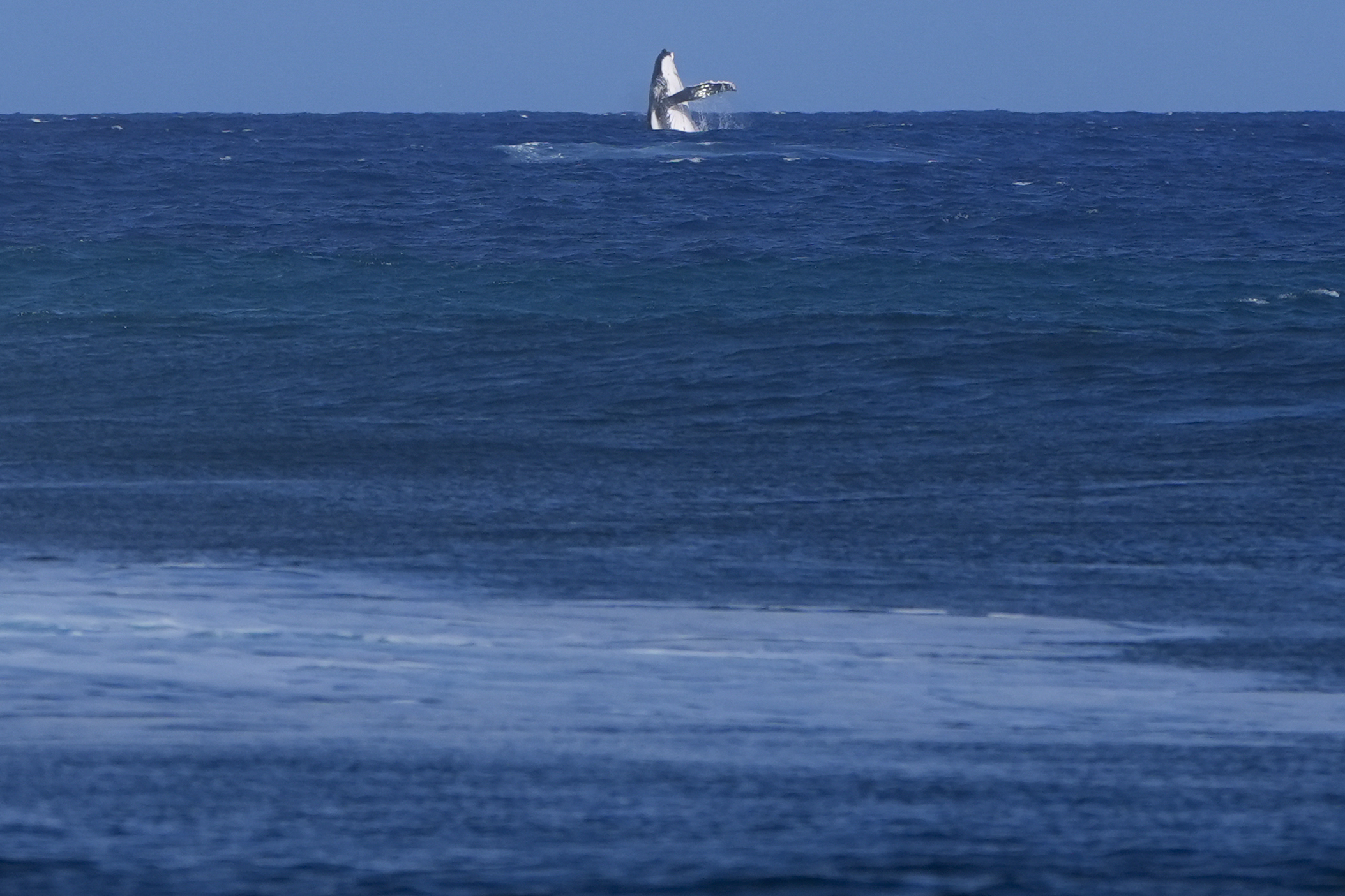 Wal beim Surfwettbewerb gesichtet