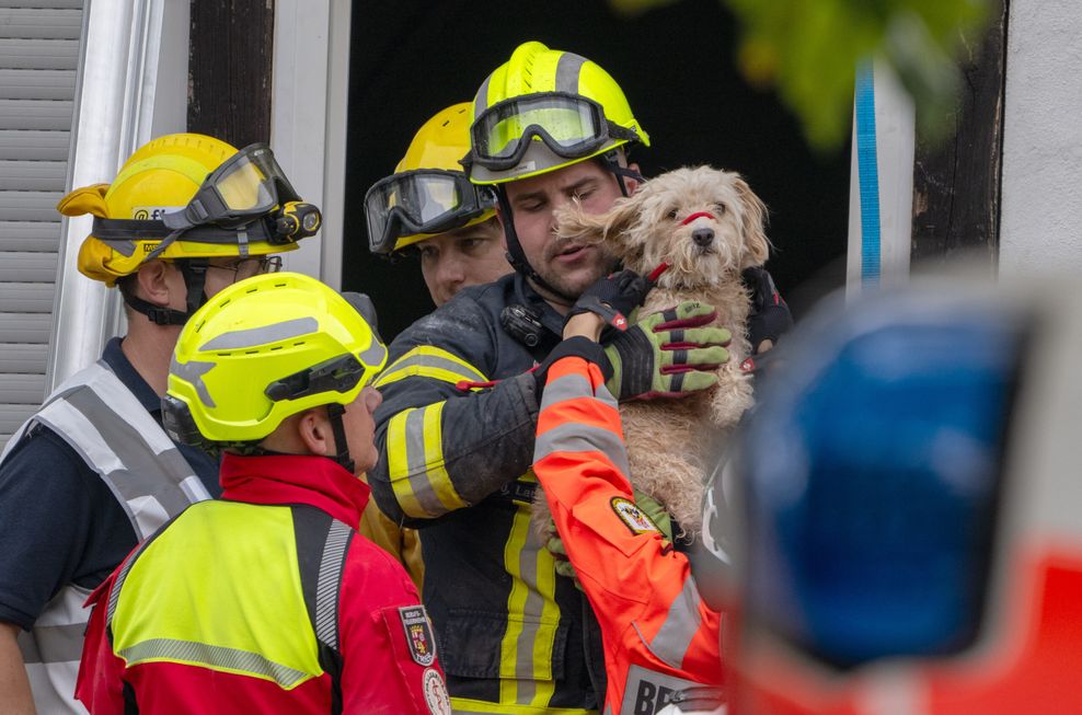 Feuerwehrleute retten einen Hund aus den Trümmern.