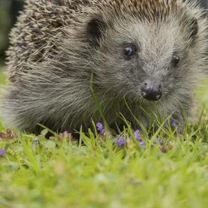 Igel