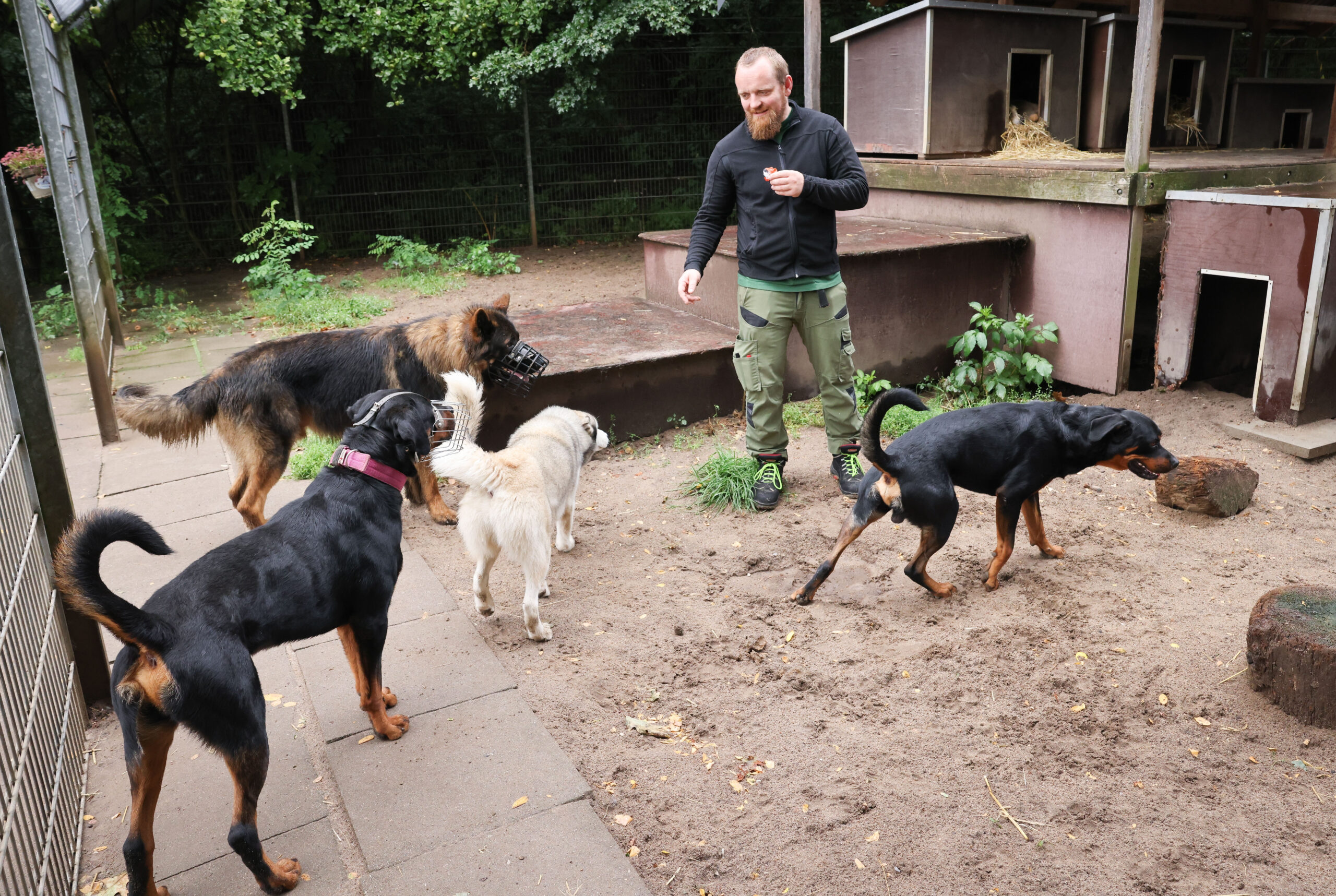 Ein Tierpfleger ist mit verschiedenen Hunden (Langzeitschützlinge) im Auslaufgehege im Tierheim Süderstraße unterwegs.