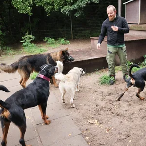 Ein Tierpfleger ist mit verschiedenen Hunden (Langzeitschützlinge) im Auslaufgehege im Tierheim Süderstraße unterwegs.