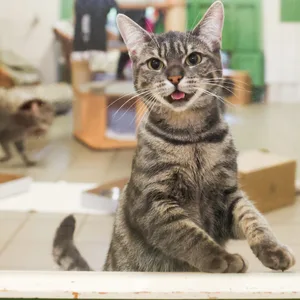 Eine Katze im Tierheim Süderstraße.