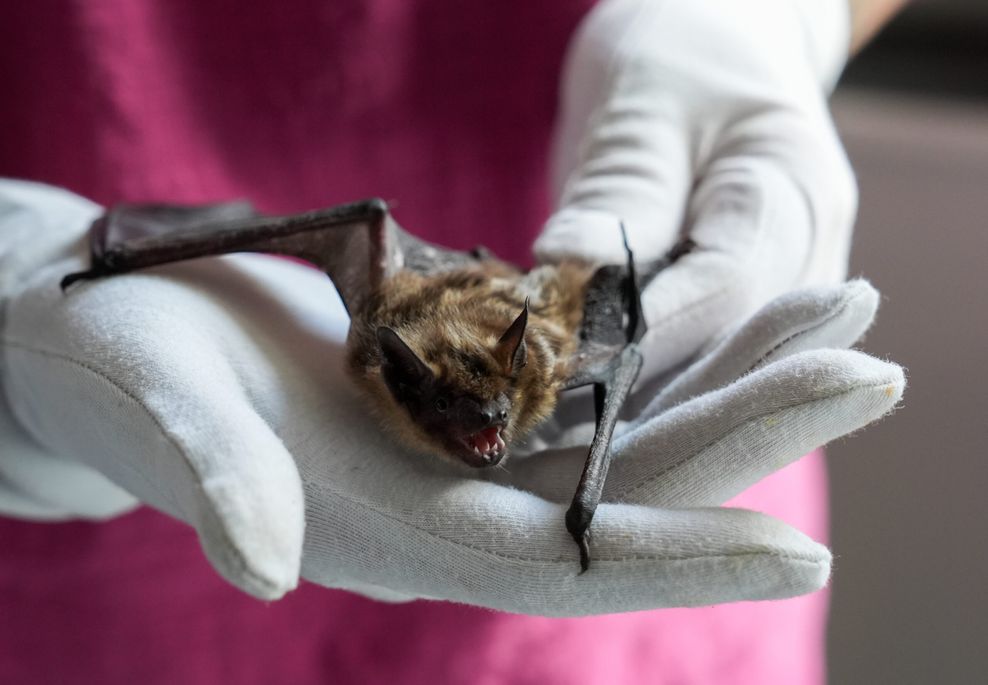 Breitflügelfledermaus liegt in einer Hand