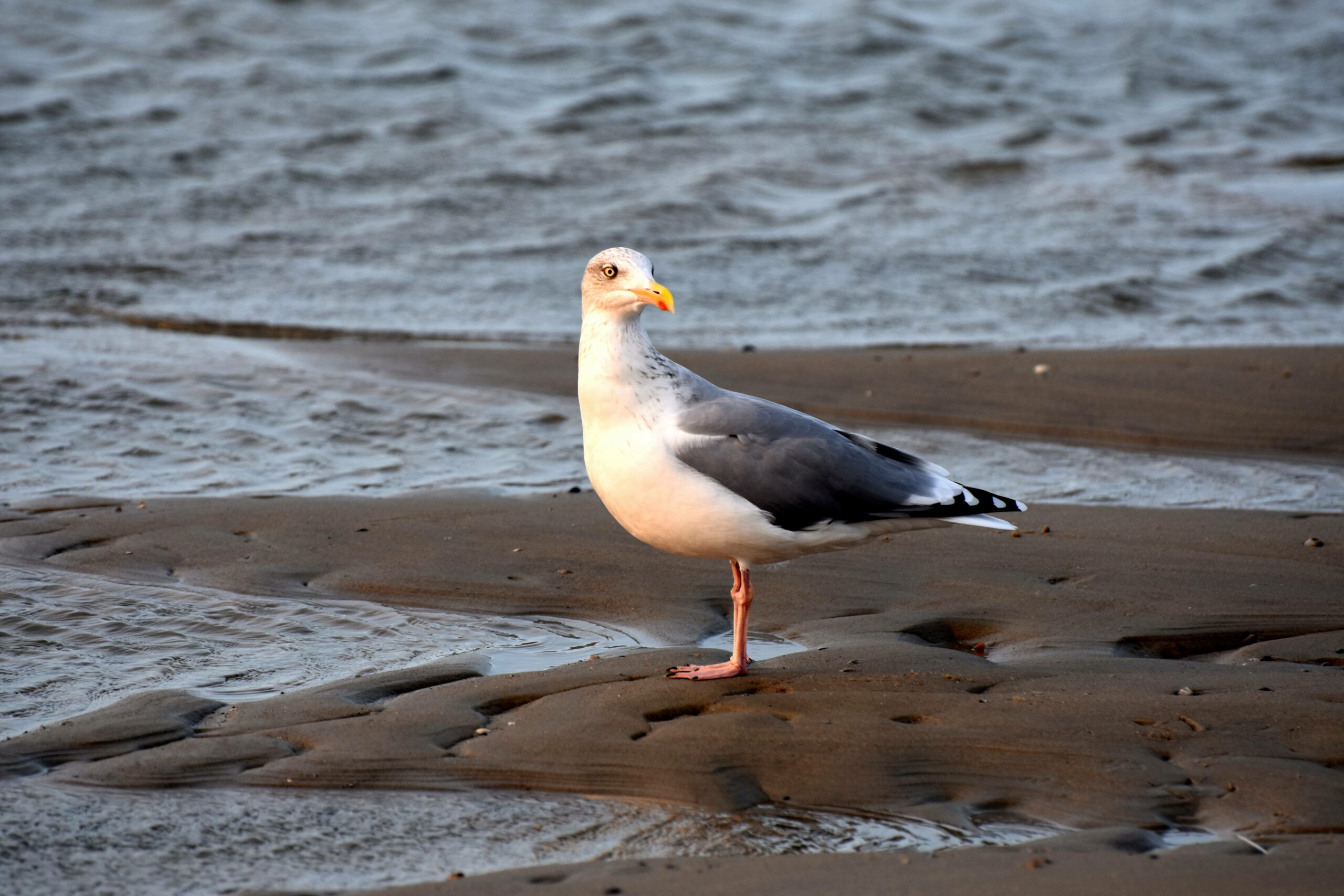 Eine Möwe im Nationalpark Niedersächsisches Wattenmeer.