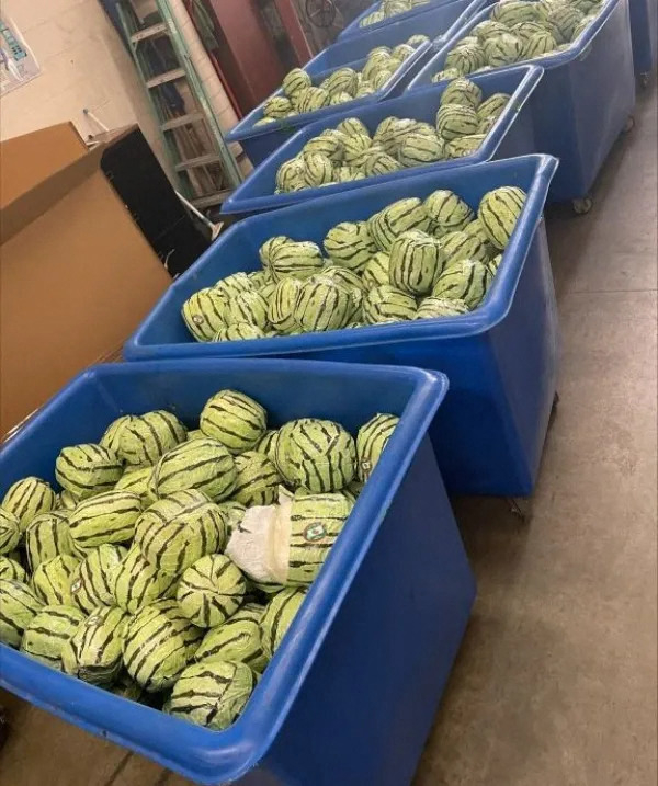 Sehen nur auf den ersten Blick so aus wie Wassermelonen: Die Drogen waren in diesen grünen Paketen versteckt.