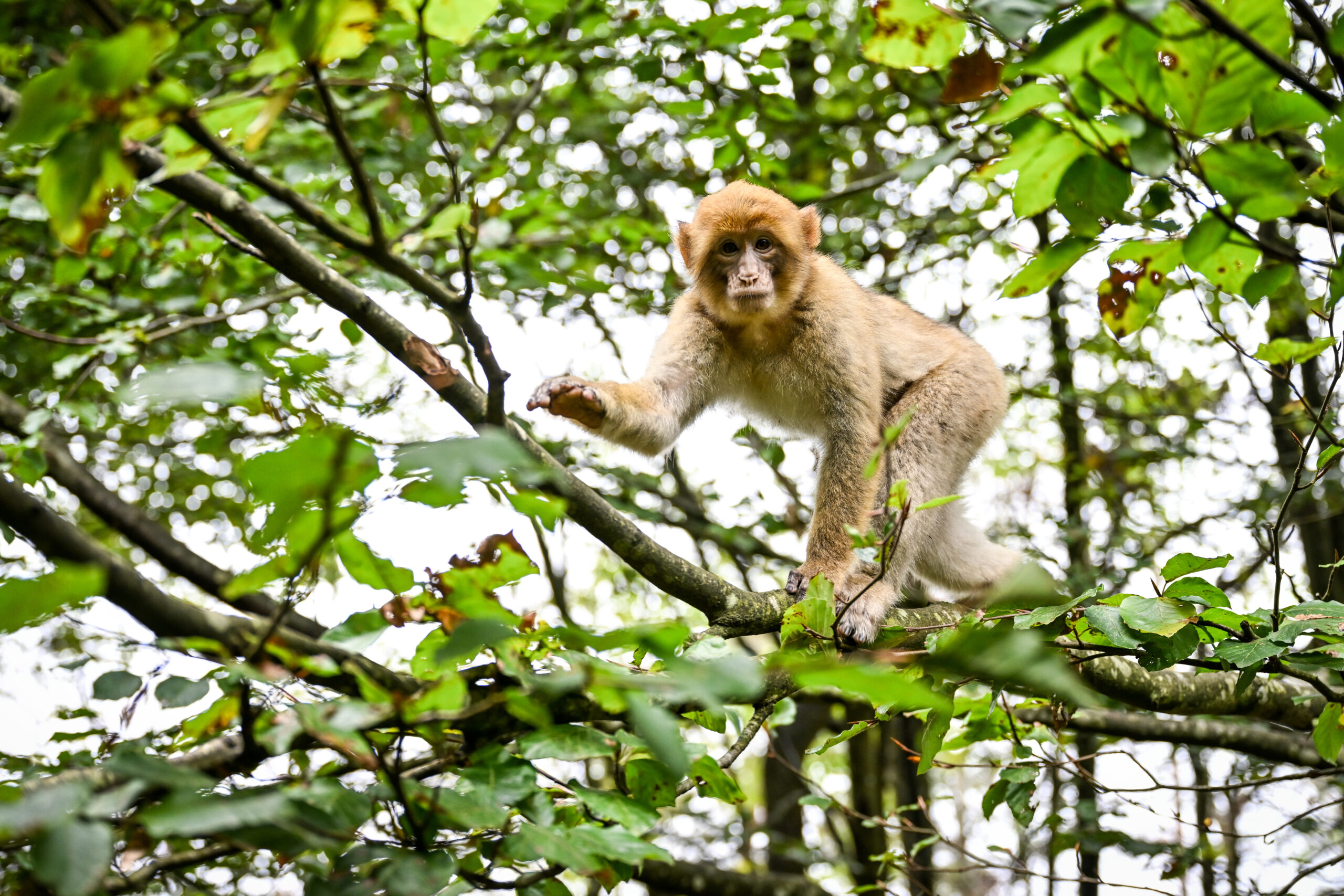 Salem: Ein Berberaffen-Jährling tollt in Deutschlands größtem Affenfreigehege, dem Affenberg bei Salem, auf einem Baum.