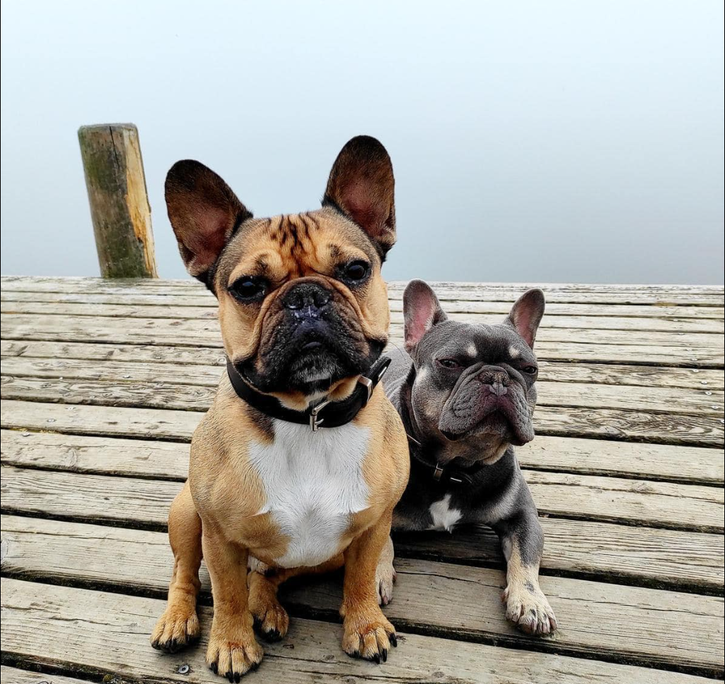 Bosse und Monty wurden am Donnerstag aus einem Garten in Ratzeburg gestohlen.