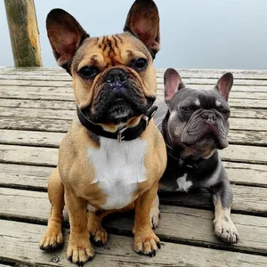Bosse und Monty wurden am Donnerstag aus einem Garten in Ratzeburg gestohlen.