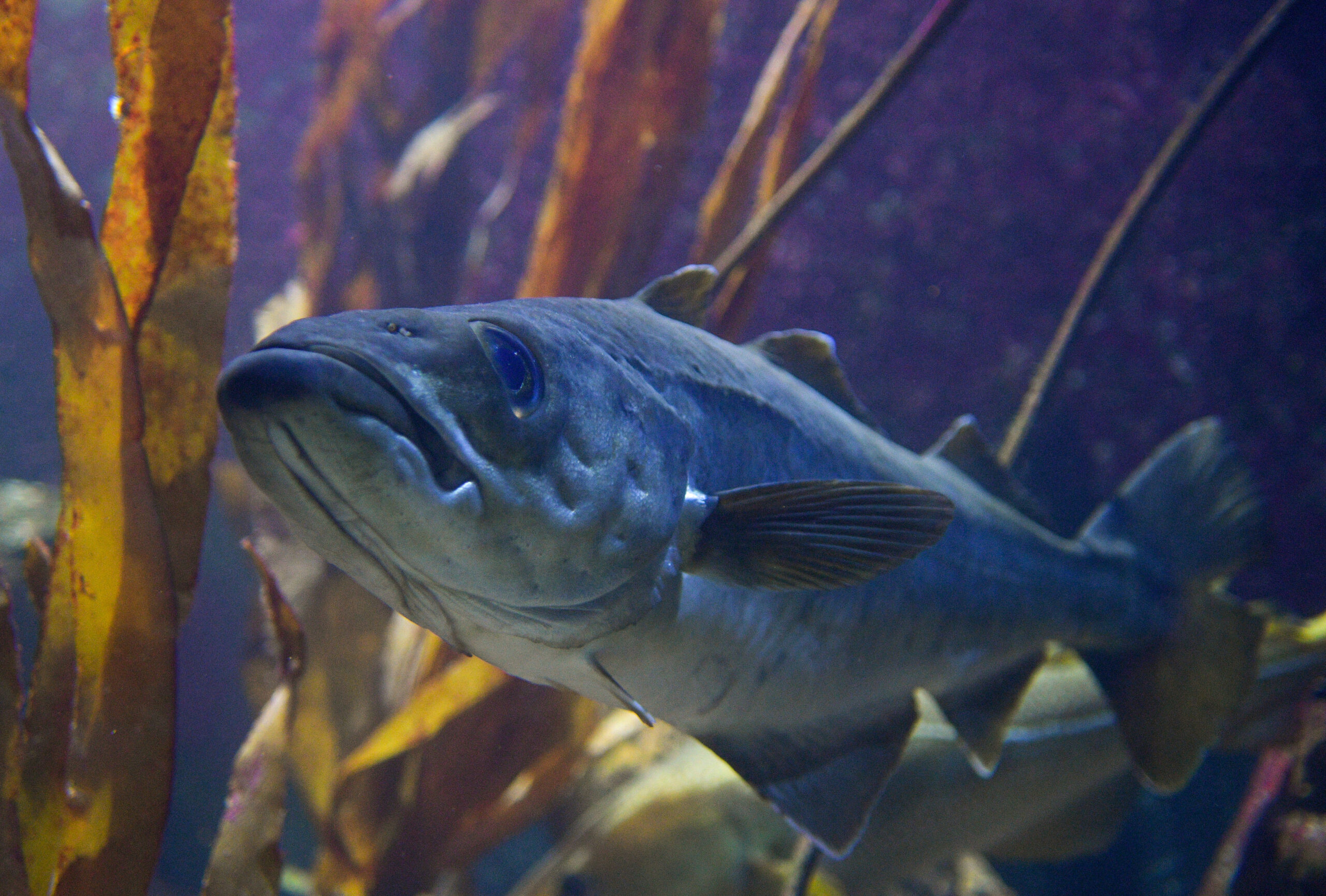 Ein Dorsch im Aquarium des Geomar-Instituts in Kiel. Die Bestände in der Ostsee sind überfischt.