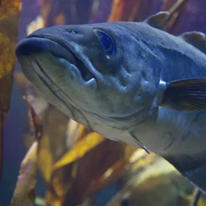 Ein Dorsch im Aquarium des Geomar-Instituts in Kiel. Die Bestände in der Ostsee sind überfischt.