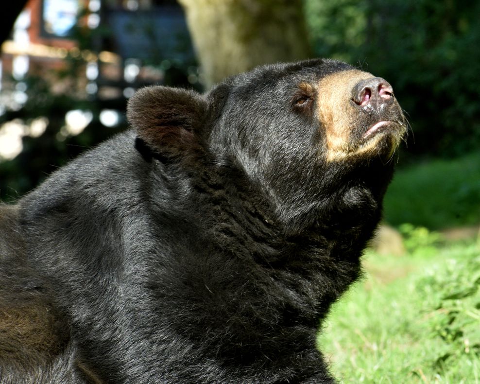 180 Kilo müssen runter! Schwarzbären im Norden auf Radikaldiät