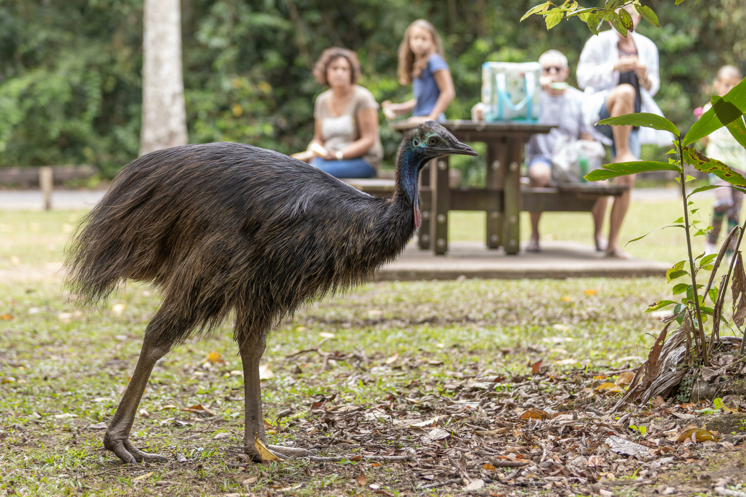 Ein Helmkasuar auf einem Picknickplatz im australischen Queensland (Archivfoto vom 2017).