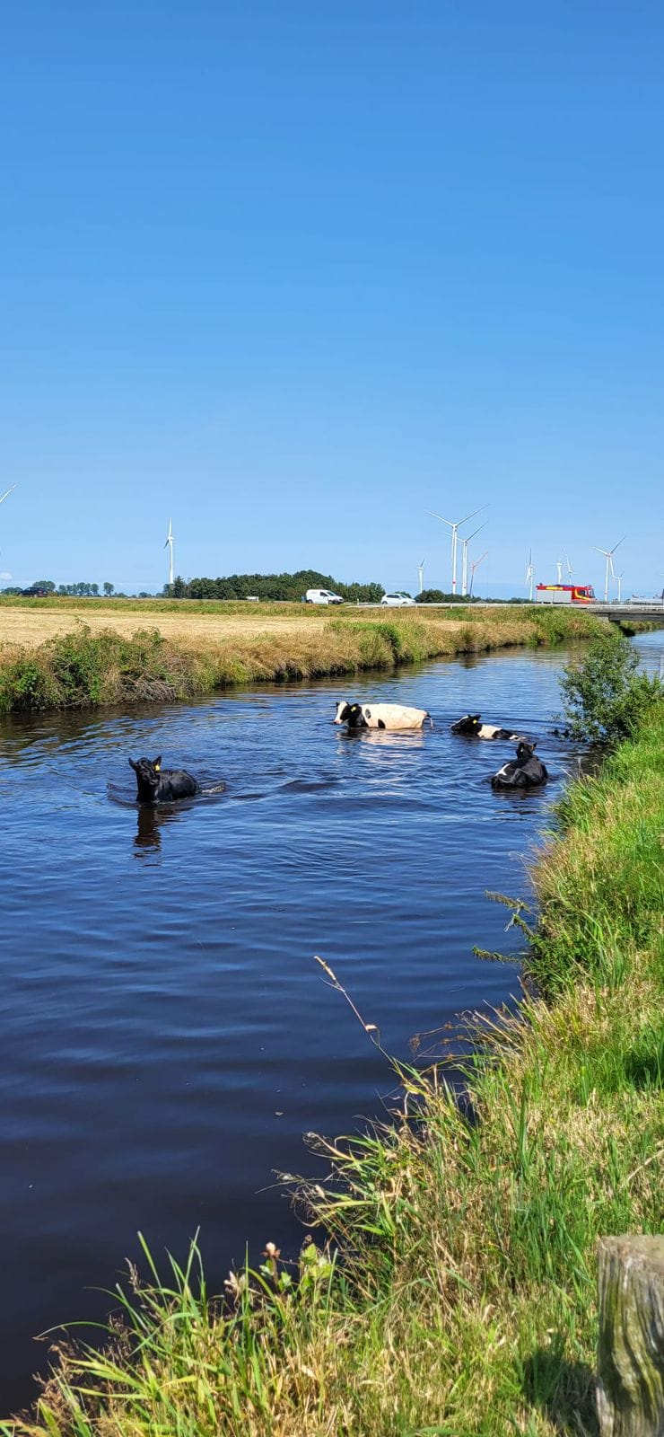 Vier Kühe stecken im Kanal