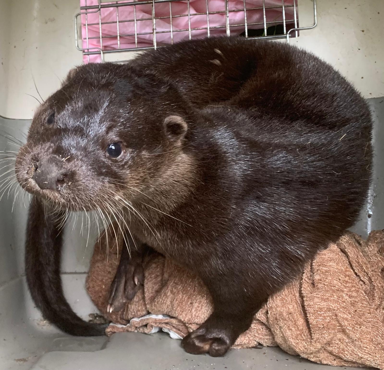 Otter in der Wildtierstation