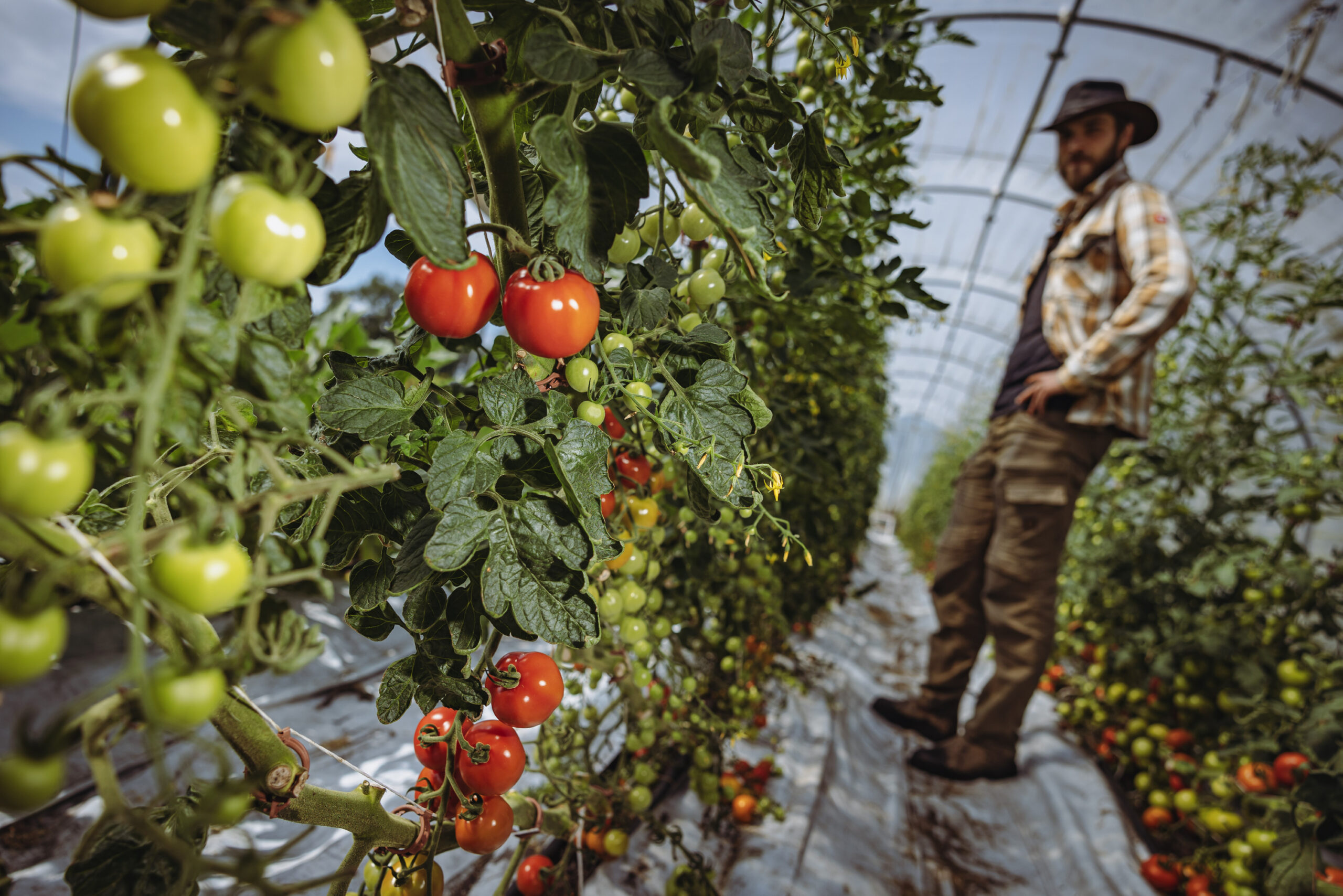 Landwirt Hannes Höhne und seine Tomaten